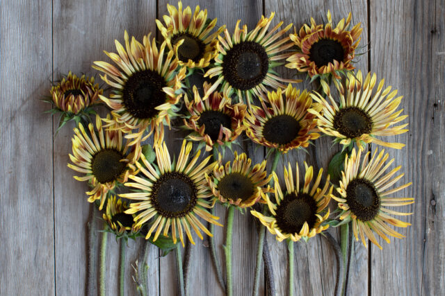 Sunflower 'Sparky'