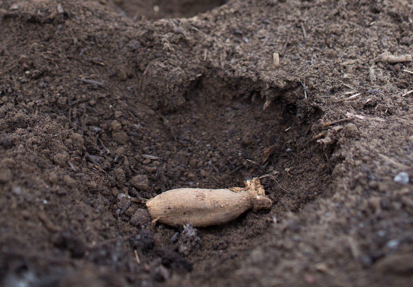 A dahlia tuber in the soil