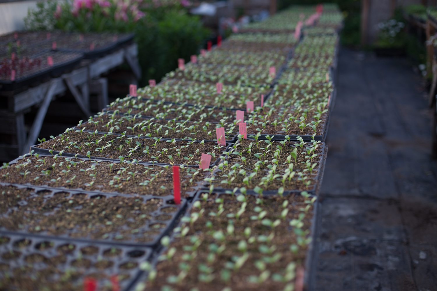 Trays of seedlings growing in a greenhouse