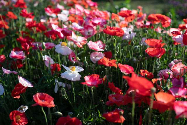 Field of Shirley Poppies at Floret Flower Farm 