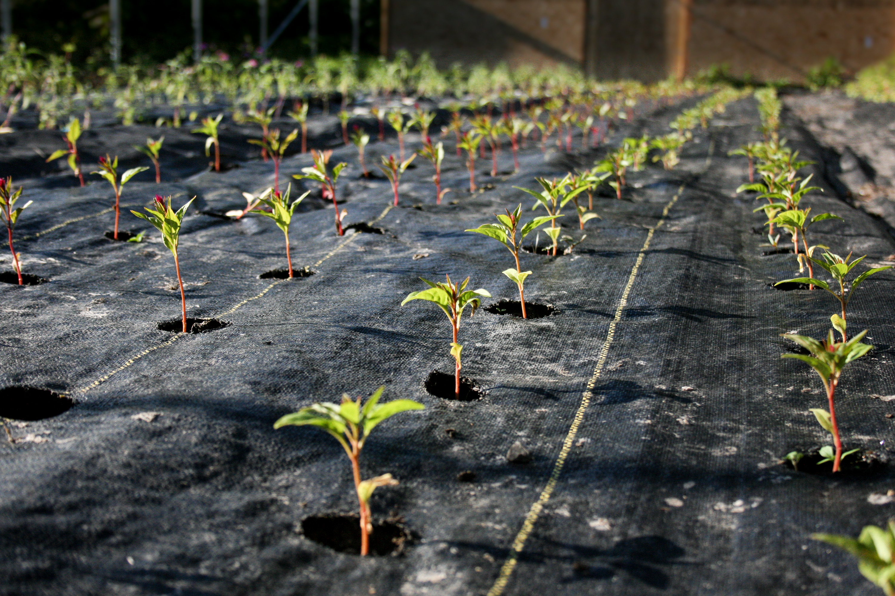 Rows of plants growing through landscape fabric