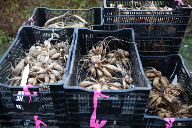 Bins of Floret breeding dahlias