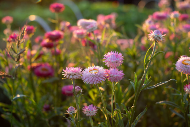 Strawflower at Floret Flower Farm