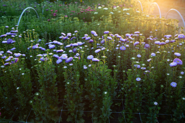 China aster flower seed trial at Floret