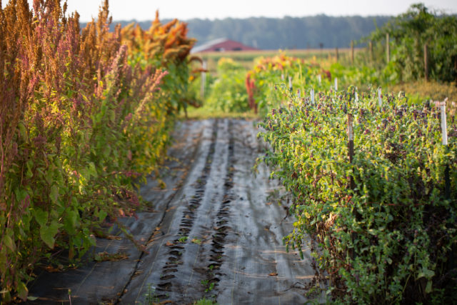 Floret flower field