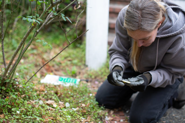 Team Floret visits Anne Belovich's rose gardens and tries to identify plants