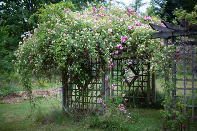 Team Floret visits Anne Belovich's rose gardens