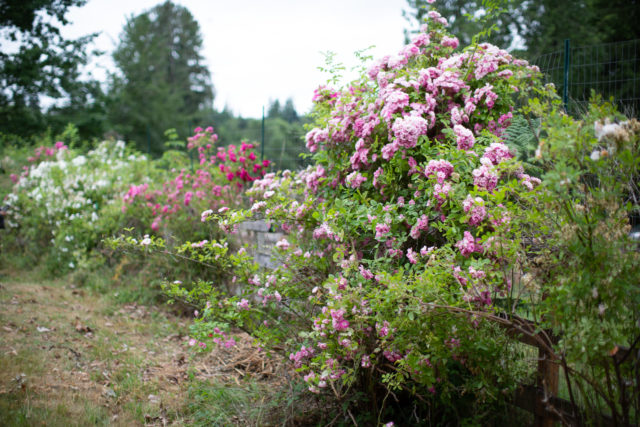 Roses growing wild