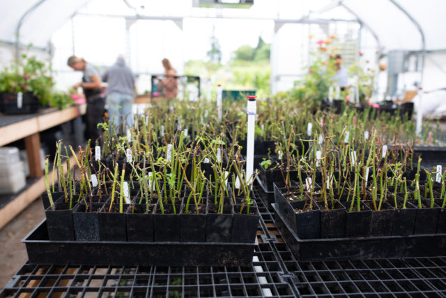 Trays of planted rose cuttings