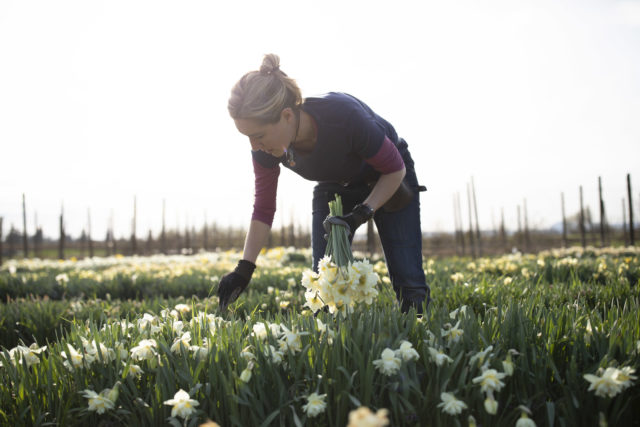 Erin at Floret harvesting daffodils