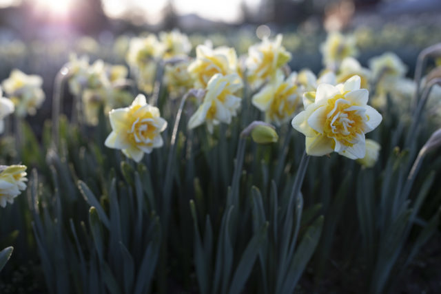 Daffodils at Floret