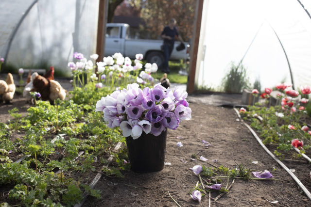 Bucket of pastel anemones in Floret Hoop House