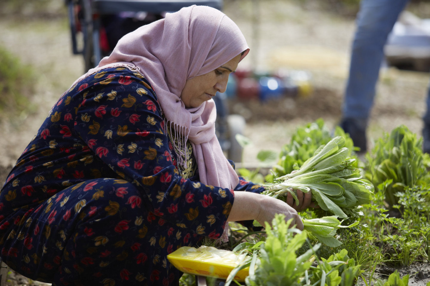 Woman gathering vegetables