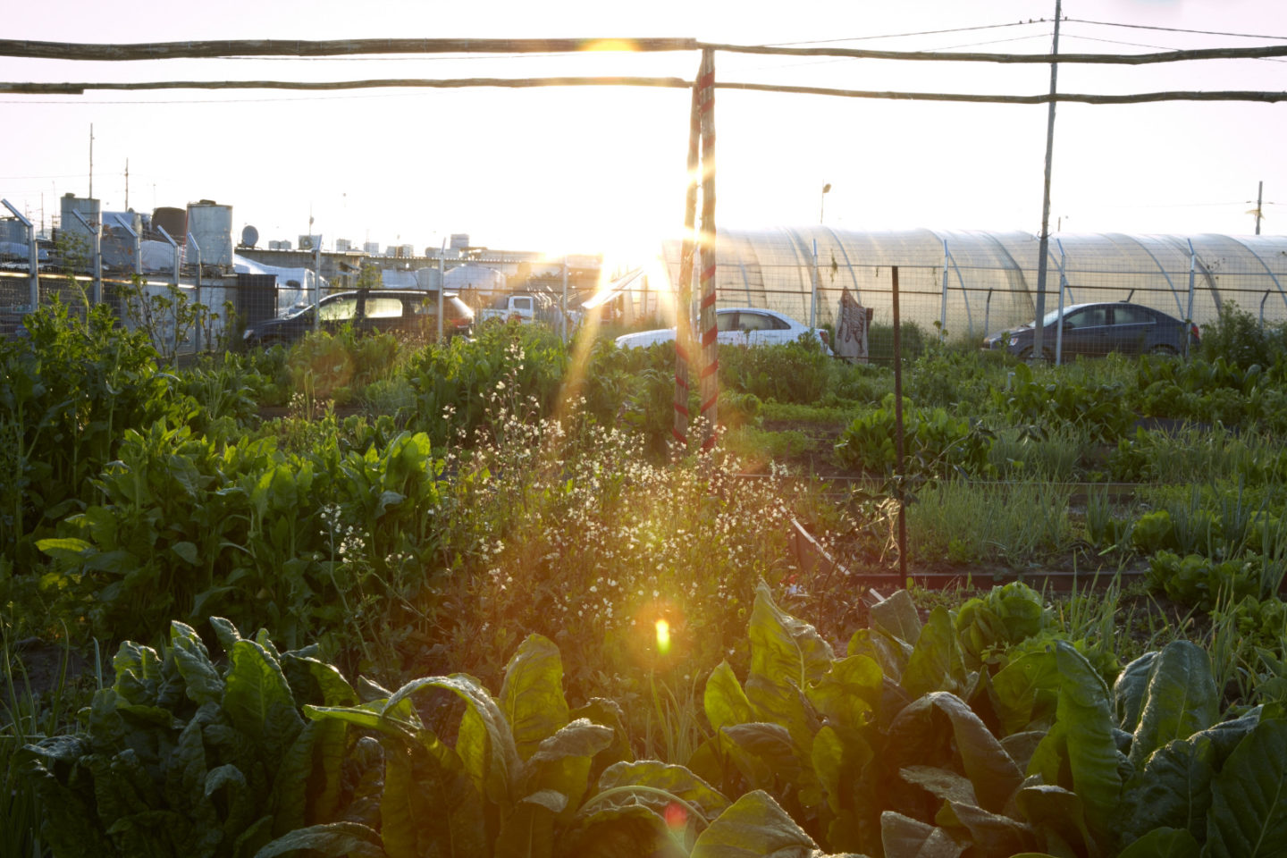 Sunrise at community garden