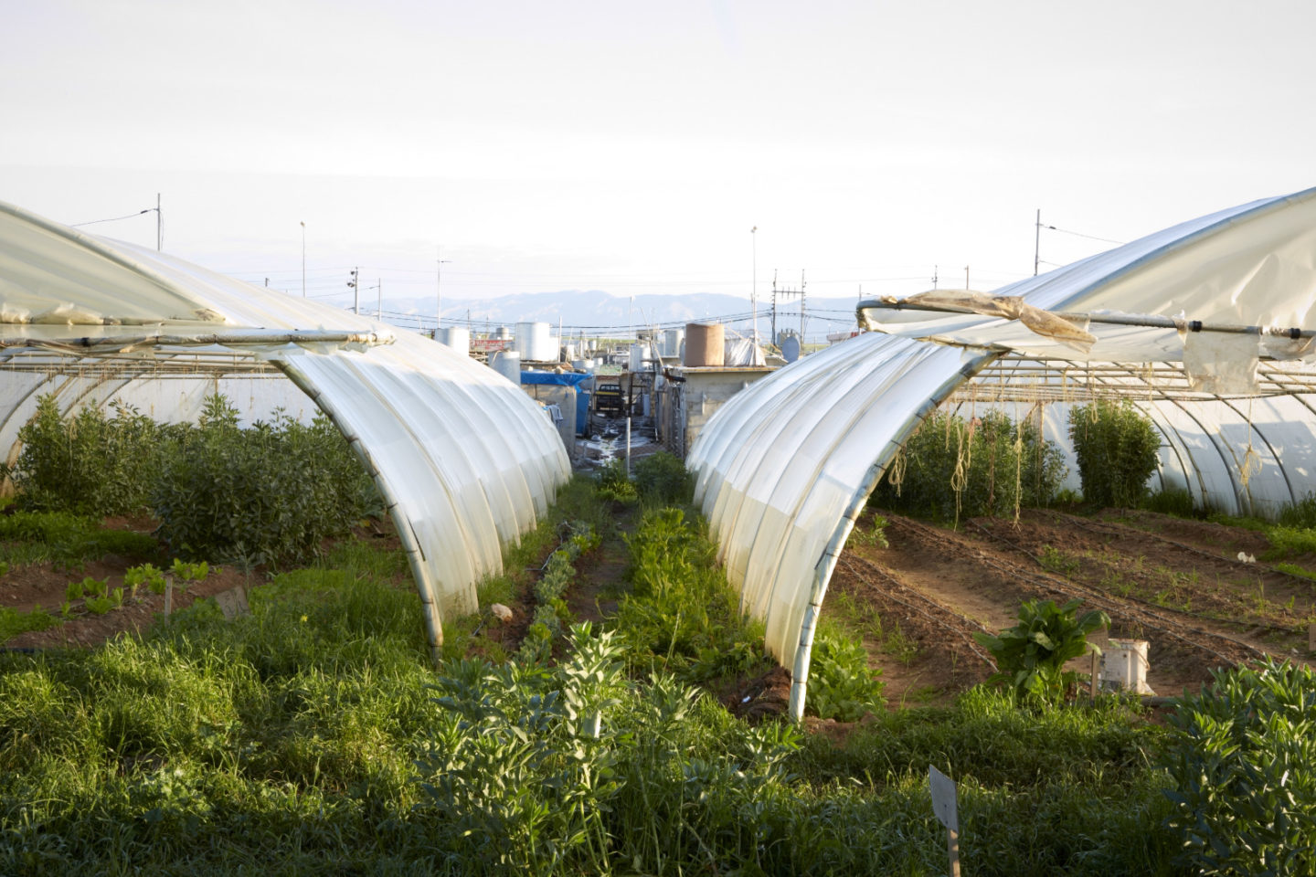 Hoophouses at community garden