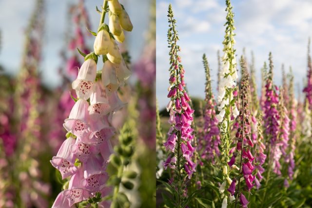 Foxglove 'Excelsior'