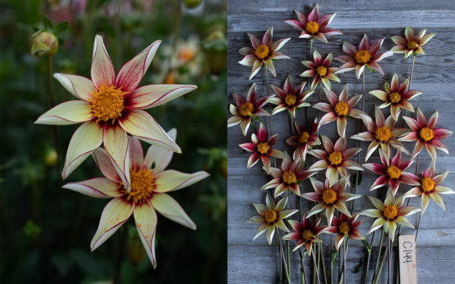 Closeup and overhead of breeding dahlia 'Firefly'