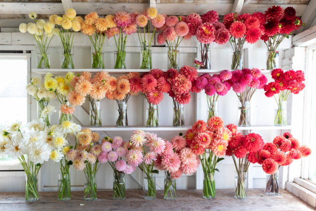 Vases of Floret dahlias arranged by color