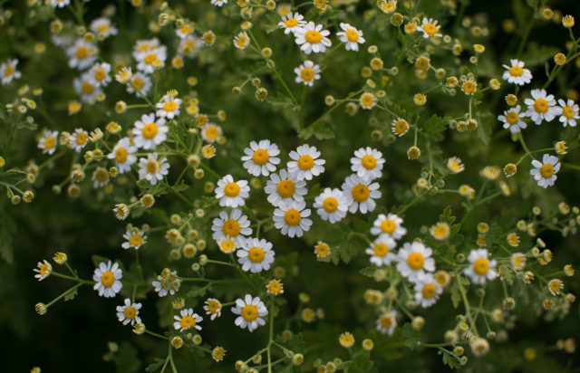 Feverfew growing