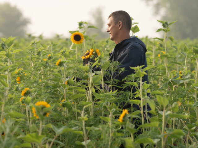 Sunflower Steve in the sunflower field