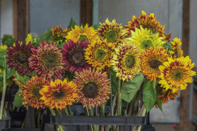 A bunch of sunflowers