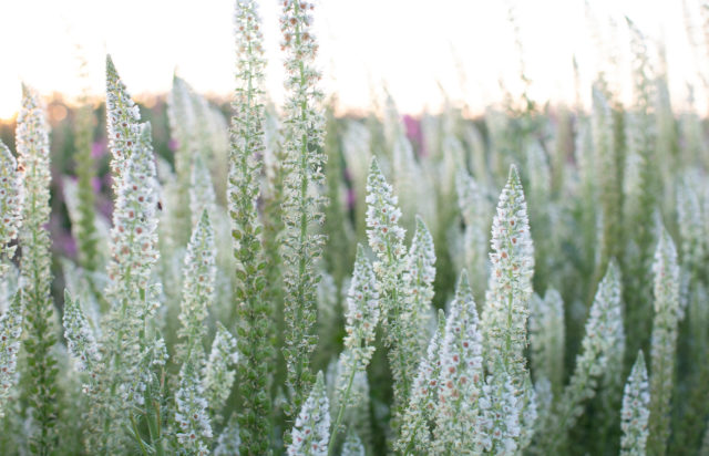 White mignonette growing