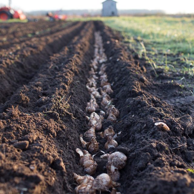 Daffodil bulbs in a trench