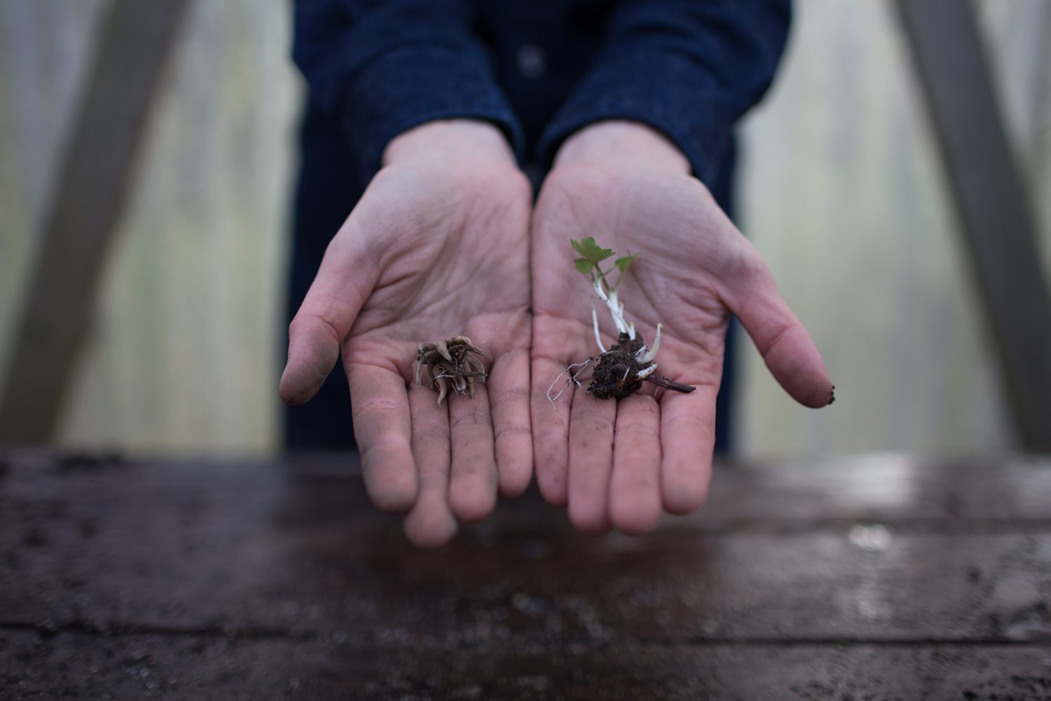 Two hands holding ranunculus corms