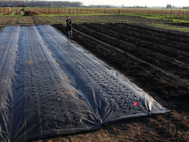 A field covered halfway with landscape fabric