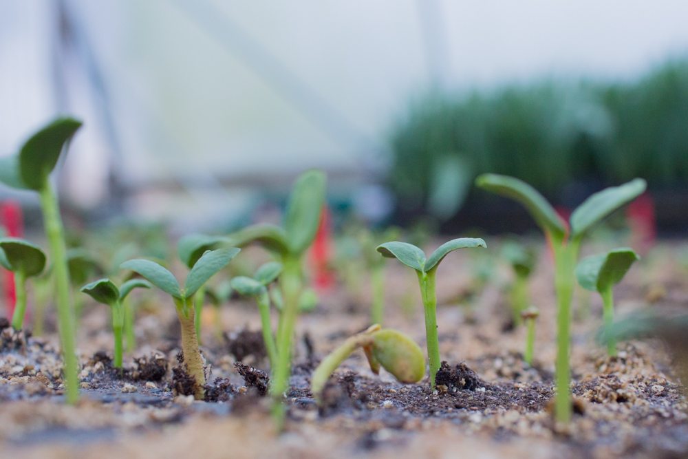 flower seedlings pushing through soil