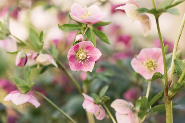 Hellebores at floret flower farm