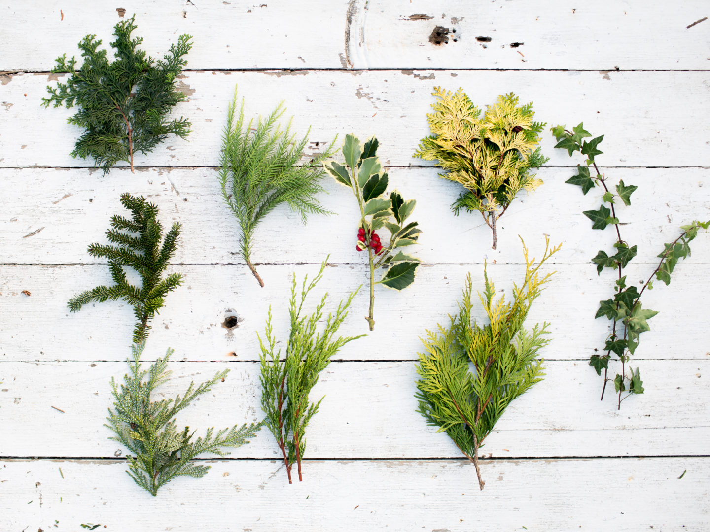 Bunches of evergreen foliage