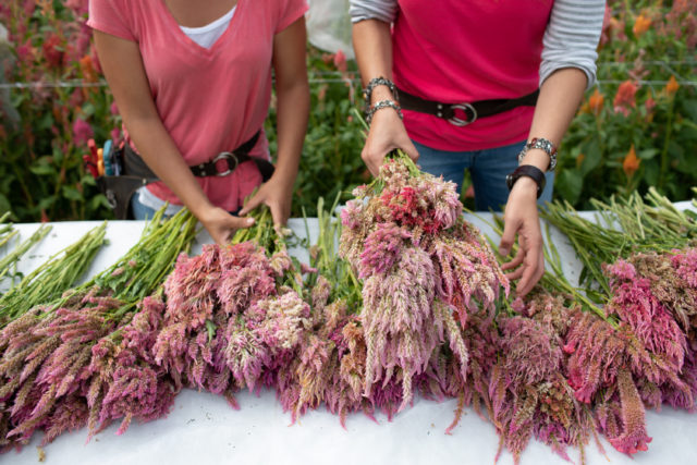 dried celosia