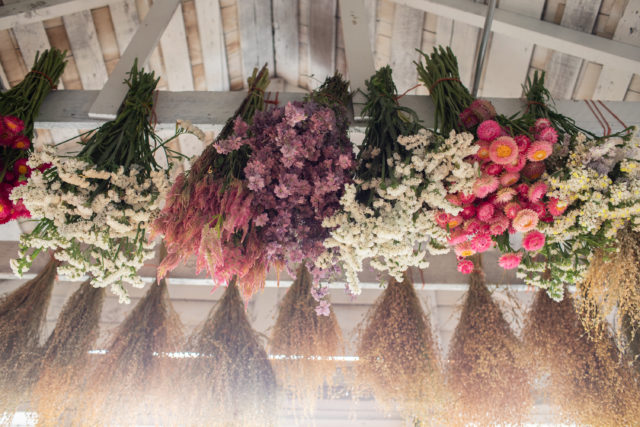 dried flowers in studio