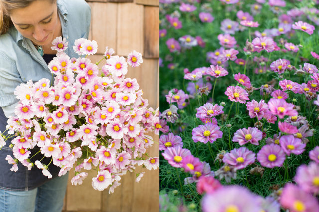 Armload of cosmos at Floret