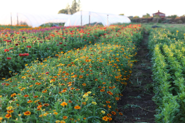 field of zinnias at Floret Flower Farm 