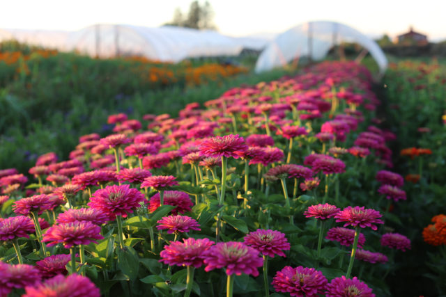 field of zinnias