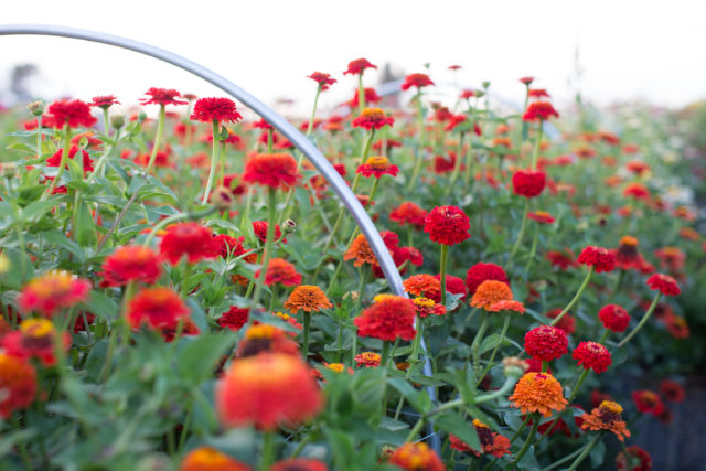 Field of zinnias at Floret Flower Farm