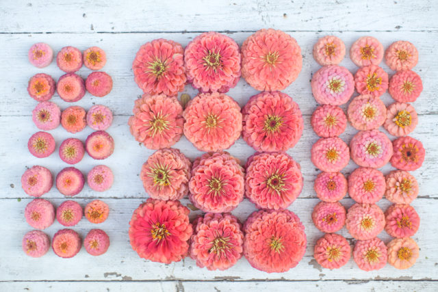 Overhead photo of peach, salmon, and coral zinnia flower heads