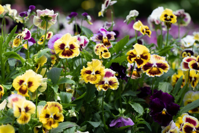 Violas and pansies from Floret