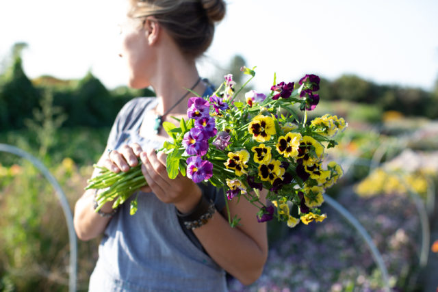 Violas and pansies as cut flowers from Floret