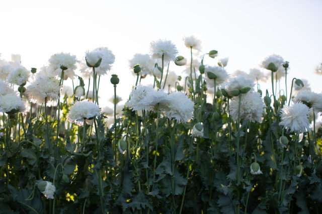 Breadseed Poppies at Floret Flower Farm 