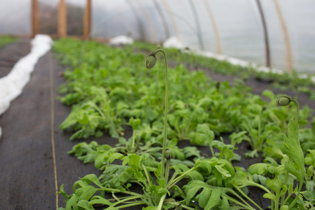 Iceland poppies growing in Floret hoophouse