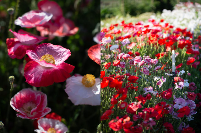 Field of Shirley Poppies at Floret Flower Farm 