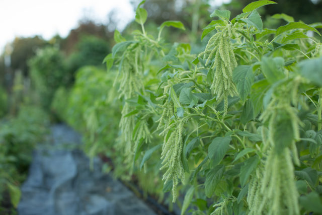 Amaranth 'Green Tails'