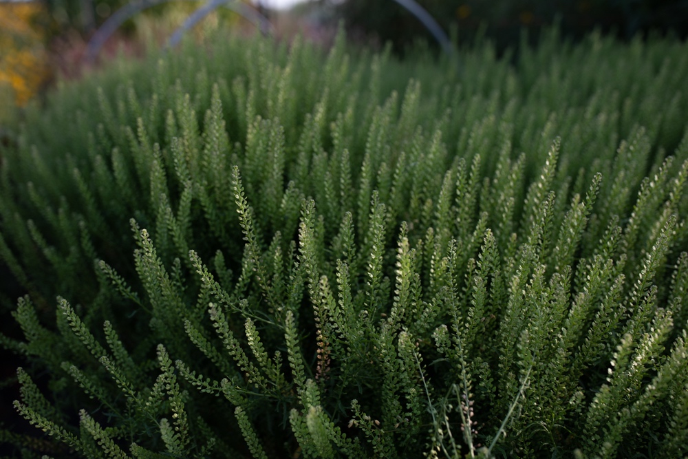 Cress in the field