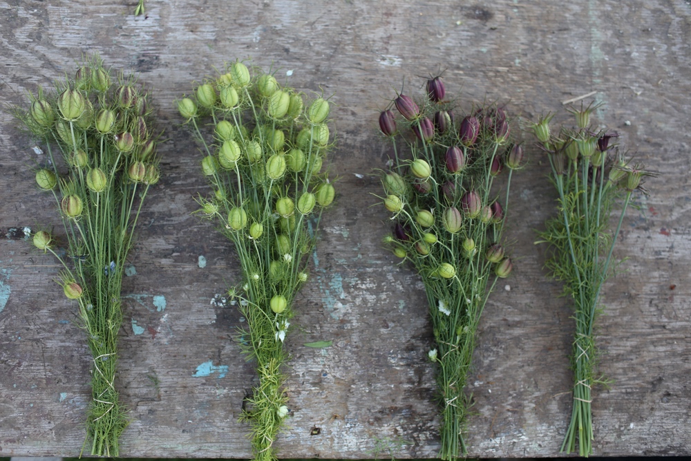 Love in a mist pods