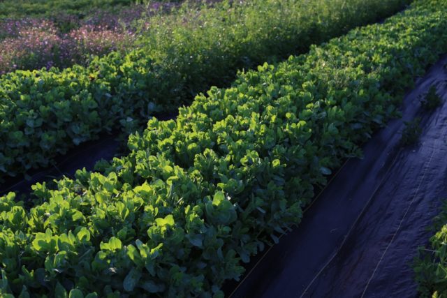 Hardy annuals growing in field