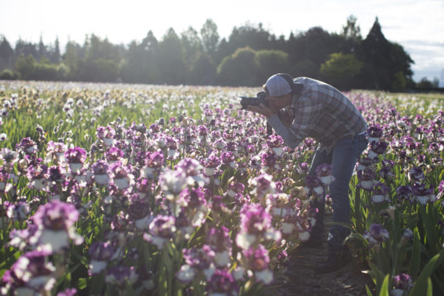 Chris Benzakein photographing bearded irises in the field