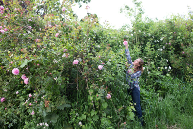 Erin Benzakein reaches for a rose